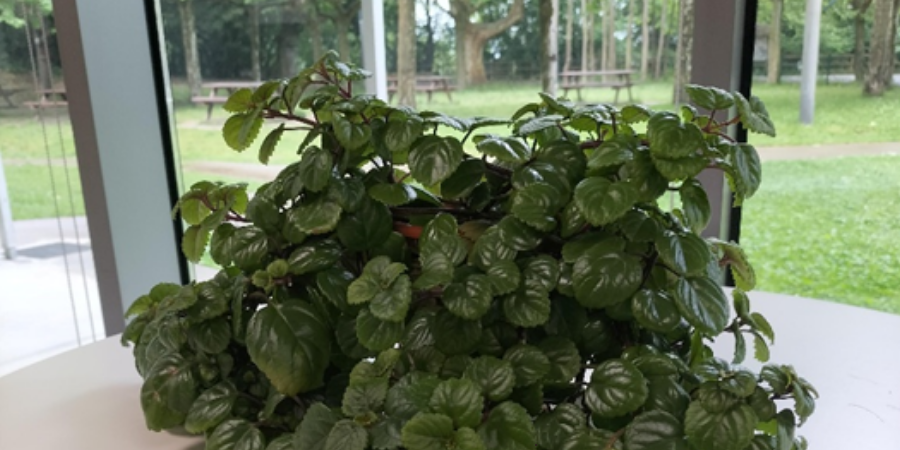planta